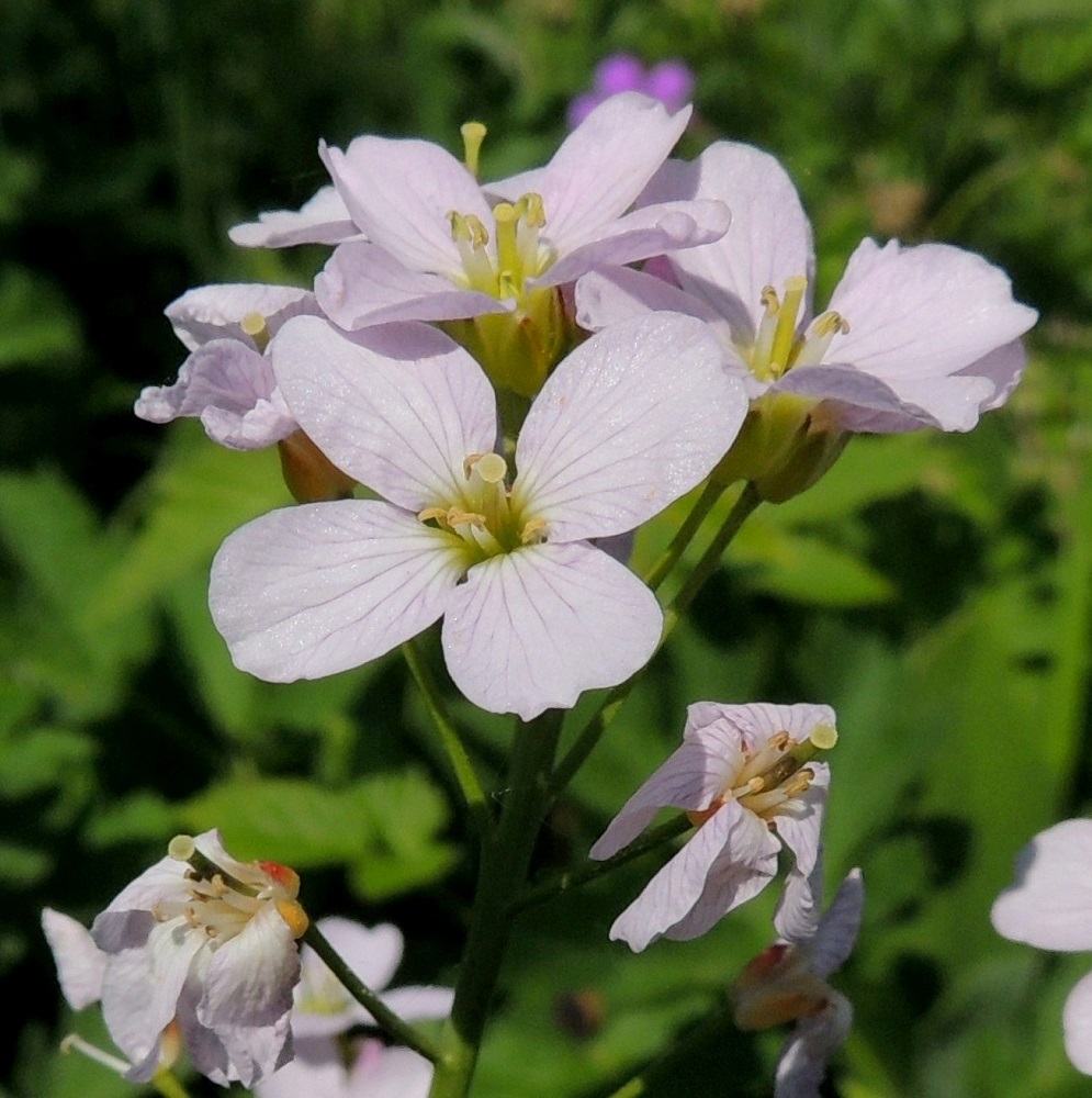 Cardamine pratensis subsp. pratensis - niittyluhtalitukan terälehdet ovat vastapuikeat, lantto-, lähes suora- tai pyöreäpäiset ja kapeatyviset sekä tavallisesti noin 8-13 mm pitkät ja leveimmältä kohtaa noin 4-5 mm leveät. 1.6.2013. Copyright Hannu Kämäräinen.