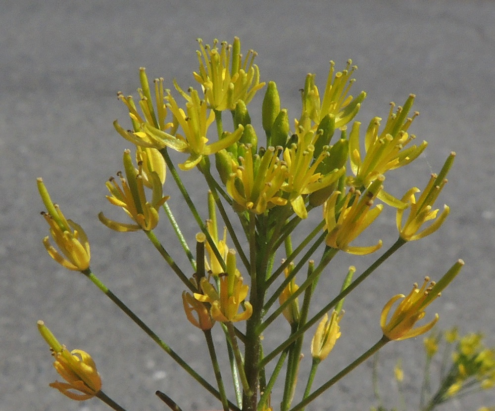 Descurainia sophia - (rohto)litutillin kukassa on ristikkäisesti neljä verholehteä. Ne ovat hyvin kapeanpuikeat, kuperat, kalvolaitaiset ja tylpähköpäiset sekä keltaiset tai kellanvihreät. Pituutta niillä on tavallisesti noin 2-3 mm ja leveyttä leveimmältä kohtaa noin 0,5-0,8 mm. Kukka on avoimimmillaan, kun verholehdet siirottavat sivulle, noin 5-6 mm leveä. EH, Tampere, Ryydynpohja, omakotialue, Ryydynkadun tienlaide ja ojaluiska, 21.6.2016. Copyright Hannu Kämäräinen.