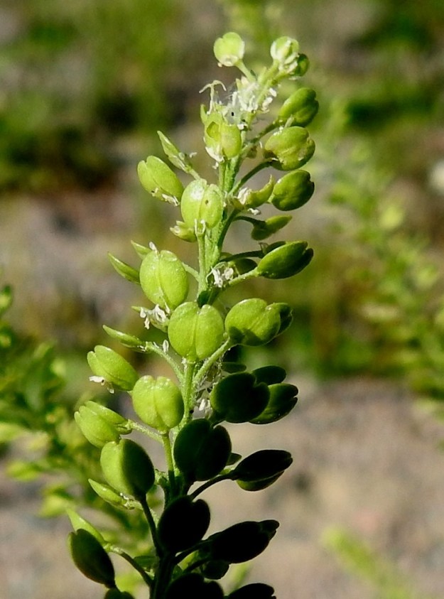 Lepidium densiflorum - ratakrassin litu on pyöreän vastapuikea ja litteä sekä leveimmillään keskikohdasta hieman kärkeen päin. Se on tavallisesti noin 2,5-2,6 mm pitkä ja leveimmältä kohtaa noin 2-2,2 mm leveä sekä kaljuhko ja kärkiosastaan siipipalteinen. Palteen kärjessä on pieni lovi, jossa on kuivuneen emin vartalon ja luotin muodostama ota, joka on lovea lyhyempi. Molemmissa välikalvon erottamissa litupuoliskoissa on yksi siemen. EH, Hämeenlinna, Majalahti, Louhoksentien varren maanläjitysalue, eteläpää, 18.7.2018. Copyright Hannu Kämäräinen.
