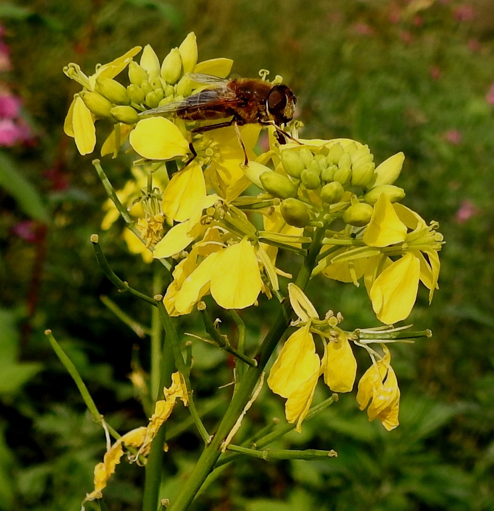 Mutarda arvensis - rikkasinapin hetiön ja sikiäimen tyvellä on mesinystyjä, jotka houkuttelevat kukkien pölyttäjiksi mm. kukkakärpäsiä ja pistiäisiä. Sikiäimen ja hedelmälidun karvattomuudella tai karvaisuudella on ollut pitkään myös taksonomista merkitystä. Tämän kuvan yksilöllä sikiäimet ovat kaljut. EH, Hämeenlinna, Ojoinen, Paroinen, jätevedenpuhdistamon ja moottoritien välinen kompostiaumakenttäalue, alueen läntinen laitavalli, 8.9.2018. Copyright Hannu Kämäräinen.