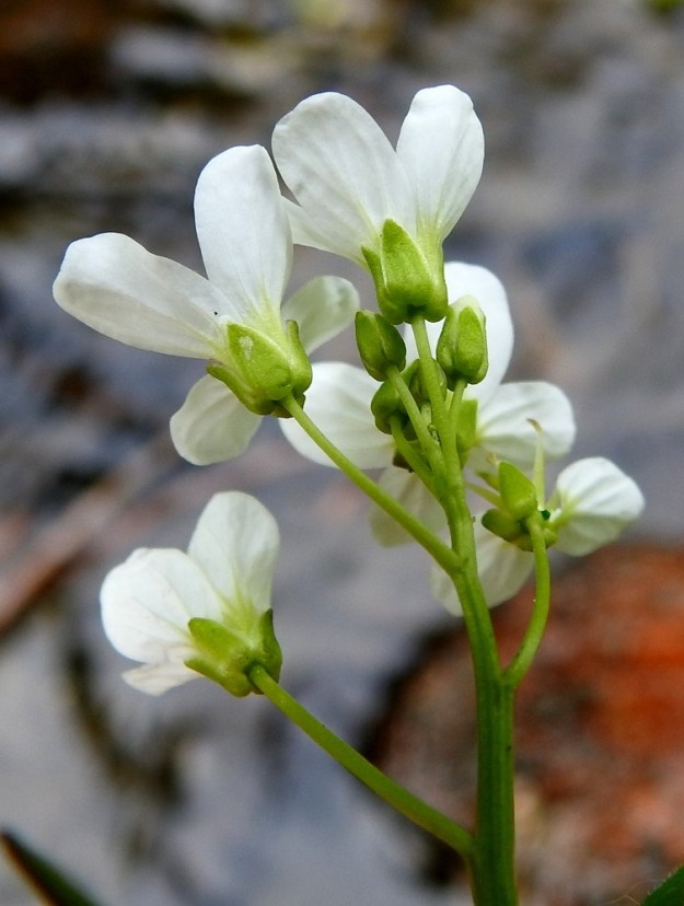 Cardamine amara - purolitukan kukkaperä on useimmiten noin 7-20 mm pitkä. Verholehtiä on neljä. Ne ovat puikeat tai kapeanpuikeat, kuperat, kalvolaitaiset ja tylppä- tai pyöreäpäiset sekä vihreät tai kellanvihreät. Pituutta niillä on tavallisesti noin 3-4 mm ja leveyttä leveimmältä kohtaa noin 1,5-2 mm. 4.6.2019. Copyright Hannu Kämäräinen.