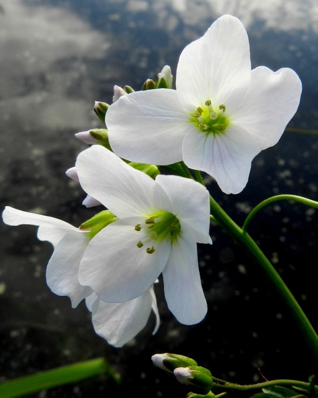Cardamine pratensis subsp. paludosa - rantaluhtalitukan kukassa on ristikkäisesti neljä terälehteä. Ne ovat vastapuikeat, lantto-, lähes suora- tai pyöreäpäiset ja kapeatyviset sekä tavallisesti noin 12-16 mm pitkät ja leveimmältä kohtaa noin 5-8 mm leveät. EH, Hämeenlinna, Keinusaari, Varikonniemi, Vanajaveden rannan pitkospuupolun varsi, hetteinen järvenrantamättäikkö, 24.5.2012. Copyright Hannu Kämäräinen.