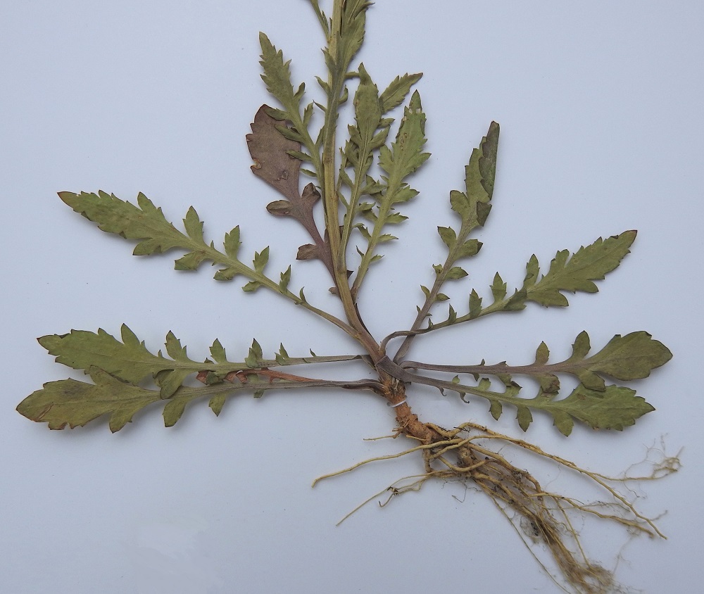 Lepidium densiflorum - ratakrassin aluslehdet ja alimmat varsilehdet ovat ruodilliset ja ulkokehältään lähinnä kapean vastapuikeat. Ruoti on useimmiten noin 0,5-2 cm pitkä. Lehtilapa on kärkiosaa lukuun ottamatta, ruotia kohti lyheten, pariliuskainen. Liuskat ovat erityisesti kärkiosastaan hampaiset tai kokonaan ehytlaitaiset. Lavan kärkiosa on ehyehkö ja laidoiltaan hampainen. Lehtilapa liuskoineen on yleensä noin 1,5-4 cm pitkä ja leveimmältä kohtaa noin 0,5-1,3 cm leveä. Aluslehdet ja alimmat varsilehdet kuihtuvat ja karisevat jo kukinnan alkuvaiheessa. U, Helsinki, keskusta, Töölönlahti, lahden länsiranta n. 150 m ennen pohjoispäätä, rannan kivikkopenger kävelytien varressa, 15.6.1996. Kuva näytteestä, copyright Hannu Kämäräinen.