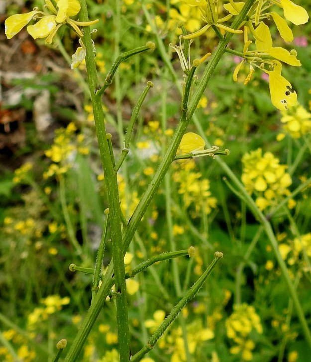 Mutarda arvensis - rikkasinapin sikiäimen kasvaessa sen kärjessä oleva, särmikäs emin vartalo tulee paremmin esille. Luotti säilyy kookkaana nuppina vartalon kärjessä. Yksilö edustaa sikiäimeltään karvaista tyyppiä. EH, Hämeenlinna, Loimalahti, Kuokkamaa, entisen Sammon kaatopaikan täyttökumpu, lakialue, jonne ajettu uusia maakasoja, 22.7.2019. Copyright Hannu Kämäräinen.