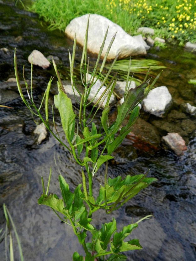 Cardamine amara - purolitukka on yleensä itsepölytteinen. Lituhedelmiä kehittyy vaihtelevasti. Kuvan yksilössä niitä on runsaasti. Siemenet leviävät tehokkaasti veden mukana. Siementen lisäksi leviäiminä toimivat myös rönsyt, joita vesi ja jää irrottelevat. Vesiympäristössä niiden on siemeniä helpompi topata jonkin koholla olevan kiven kylkeen ja ankkuroida kasvavilla juurilla itsensä pohjaan. 3.7.2012. Copyright Hannu Kämäräinen.
