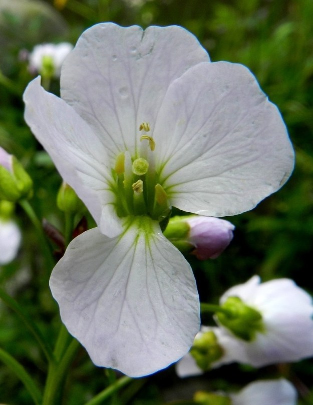 Cardamine pratensis subsp. paludosa - rantaluhtalitukan kukassa on kuusi hedettä, joista kaksi on muita lyhyempiä. Palhot ovat vihreät tai kellanvihreät ja alaspäin levenevät. Ponnet ovat keltaiset, ja ponnenpuoliskot ovat tiiviisti yhdessä. Sikiäin on kehänpäällinen, kapean lieriömäinen ja vihreä tai kellanvihreä. Sen kärjen jatkeena oleva emin vartalo on huomaamaton. Luotti on pyöreä, sikiäintä selvästi leveämpi ja keltainen tai kellanvihreä. Kuvan kukassa näkyy pölytysaikaa pidentävä heteiden kaksiaikaisuus. Neljä pitempää hedettä ovat jo siitepölynsä luovuttaneet, ja yhdestä heteestä ovat jo ponnetkin varisseet. Kaksi lyhyempää hedettä ovat vasta tulossa siitepölyn kypsymisvaiheeseen. EH, Hämeenlinna, Keinusaari, Varikonniemi, Vanajaveden rannan pitkospuupolun varsi, hetteinen järvenrantamättäikkö, 24.5.2012. Copyright Hannu Kämäräinen.