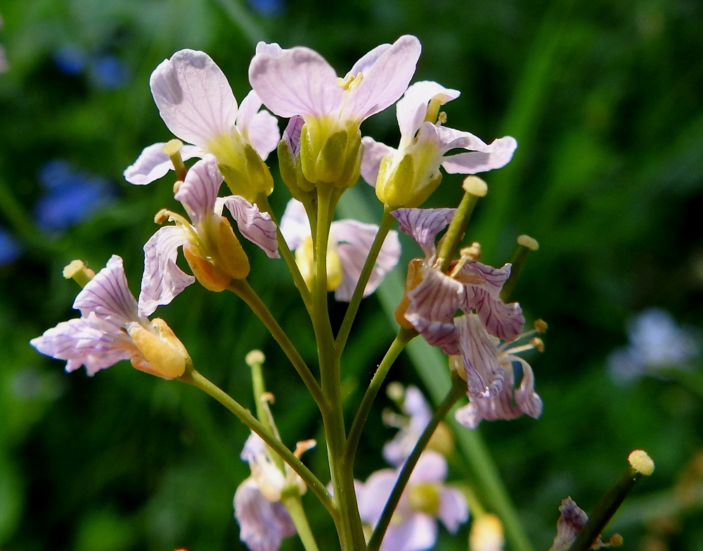Cardamine pratensis subsp. pratensis - niittyluhtalitukan kukkaperä on kalju ja useimmiten noin 6-15 mm pitkä. Verholehtiä on neljä. Ne ovat puikeat tai kapeanpuikeat, kuperat, kalvolaitaiset ja tylppä- tai pyöreäpäiset sekä vihreät tai kellanvihreät. Pituutta niillä on tavallisesti noin 3-4 mm ja leveyttä leveimmältä kohtaa noin 1,5-2 mm. U, Helsinki, Suomenlinna, Susisaari, saarelle tulevalta sillalta noin 50 m etelään oleva, länteen haarautuvan tien laitapenger, 3.6.2018. Copyright Hannu Kämäräinen.