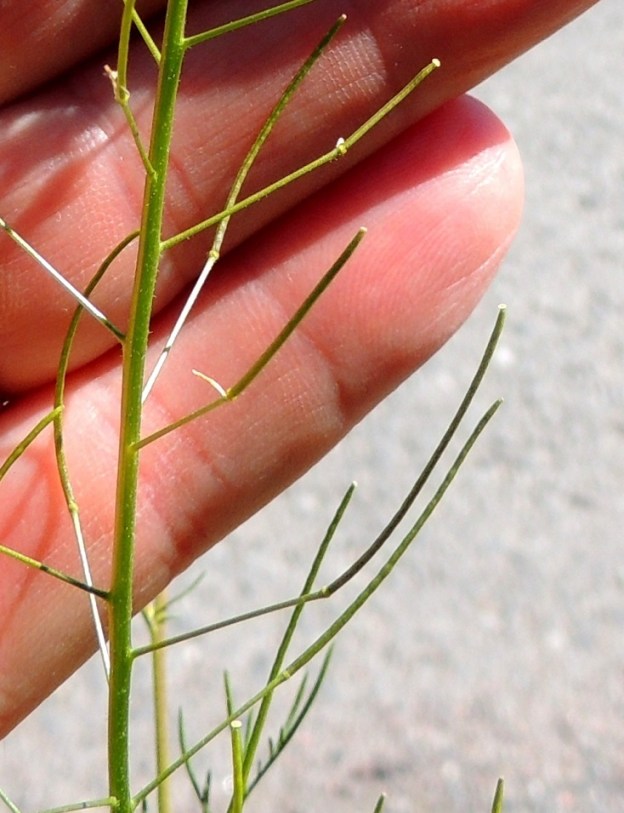 Descurainia sophia - (rohto)litutillin hedelmälitu on tasasoukka, lähes suora tai kaareva ja tavallisesti noin 15-25 mm pitkä sekä noin 0,8-1 mm paksu. Välikalvo erottaa lidun kahteen osaan, joista molemmat ovat monisiemenisiä. Ristipölytystä täydentää itsepölytys, mikä takaa, että lähes kaikki kukat kehittyvät liduiksi saakka. EH, Tampere, Ryydynpohja, omakotialue, Ryydynkadun tienlaide ja ojaluiska, 21.6.2016. Copyright Hannu Kämäräinen.