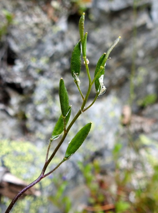 Draba glabella - isokynsimön lituperä on yläviistoon siirottava, hapsikarvainen tai kaljuhko ja yleensä noin 5-15 mm pitkä. Litu on suikea, litteä ja tavallisesti noin 7-12 mm pitkä sekä leveimmältä kohtaa noin 2,5-3,5 mm leveä. Vallitsevalla siloisokynsimöllä, var. glabella, litu on kalju. Kuvan yksilöllä tertturanka on kalju, mutta lituperät ovat karvaiset. Lajin kalju- ja karvalituisilla muunnoksilla muut karvaisuustuntomerkit voivat vaihdella muunnoksesta riippumatta. EnL, Enontekiö, Kilpisjärvi, Saanan lounaisrinne, ensimmäinen, matala pahtaseinämä tunturikoivikkorinteessä, retkeilykeskuksen kohdalla, luonnonsuojelualue, 600 m mpy, 5.7.2018. Copyright Hannu Kämäräinen.