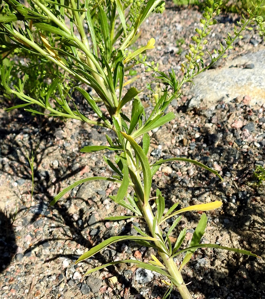 Lepidium densiflorum - ratakrassin varsilehdet ovat kierteisesti. Alimpia lukuun ottamatta ne ovat ruodittomat. Kukinnan jatkuessa kohti loppuaan varsien lehtiraja nousee yhä ylemmäksi, kun lehdet jatkavat kuihtumistaan ja karisemistaan. Varsi on harmaanvihreä, usein tyviosastaan ruskehtava ja tiheästi hyvin lyhytkarvainen. EH, Hämeenlinna, Majalahti, Louhoksentien varren maanläjitysalue, eteläpää, 18.7.2018. Copyright Hannu Kämäräinen.