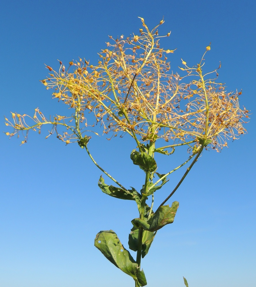 Lepidium draba - kynsimökrassin kukinnan päättyessä kukintoterttu on kasvanut yleensä noin 5-10 cm pitkäksi. 3.8.2013. Copyright Hannu Kämäräinen.