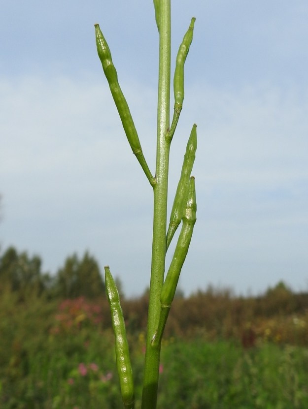 Mutarda arvensis - rikkasinapin lituperä on yläviistoon siirottava, vankka ja yleensä noin 3-5 mm pitkä. Litu on kuvan tavoin melkein pysty tai seuraavan kuvan tavoin siirottava. Se on lähes tasasoukka, suora tai kaareva ja tavallisesti noin 30-40 mm pitkä sekä noin 2,5-4 mm paksu. Kaljulituista rotua on 2020-luvulle saakka pidetty lajin nimimuunnoksena, var. arvensis, jonka suomalainen nimi on silorikkasinappi. EH, Hämeenlinna, Ojoinen, Paroinen, jätevedenpuhdistamon ja moottoritien välinen kompostiaumakenttäalue, alueen läntinen laitavalli, 8.9.2018. Copyright Hannu Kämäräinen.