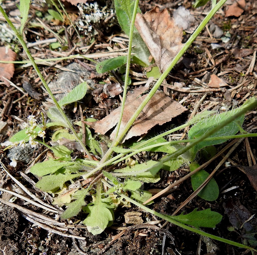 Arabidopsis suecica - ruotsinlituruohon aluslehdet ovat kokonaisuudessaan tavallisesti noin 1-7 cm pitkät ja leveimmältä kohtaa noin 0,3-2 cm leveät. Ruodin osuus pituudesta on enimmillään noin 2 cm. 13.5.2018. Copyright Hannu Kämäräinen.