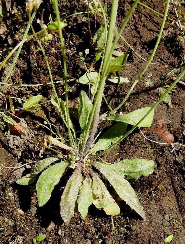 Arabidopsis thaliana - hentolituruohon aluslehdet ovat kokonaisuudessaan tavallisesti noin 0,5-3,5 cm pitkät ja leveimmältä kohtaa noin 0,1-1 cm leveät. Ruodin osuus pituudesta on enimmillään noin 1 cm. Lehtien laidoissa on toisinaan muutama, pienehkö hammas. EH, Hattula, Sattula, Kukkola, Sattulankaarre-tien laide herukkatarhan kohdalla, 29.5.2021. Copyright Hannu Kämäräinen.