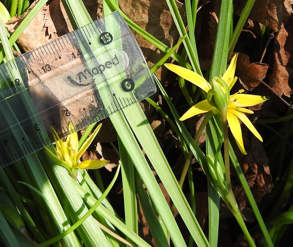 Gagea pratensis - puistokäenrieskan aluslehdet ovat lähes tasasoukat, litteät tai hieman kouruiset ja ehytlaitaiset. Ne ovat silposuoniset ja kaljut sekä leveimmältä kohtaa noin 3-6 mm leveät. 13.5.2024. Copyright Hannu Kämäräinen.