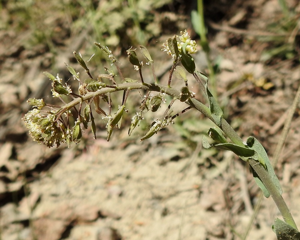 Noccaea brachypetala - toukotaskuruohon kukkien sikiäin paisuu ja aloittaa litukehityksensä hyvin nopeasti. Kerrallaan vain tertun kärkikerros kukkii. Lituperä on sivulle siirottava ja yleensä noin 5-10 mm pitkä. 20.5.2024. Copyright Hannu Kämäräinen.