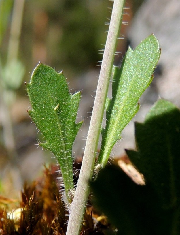 Arabidopsis suecica - ruotsinlituruohon varsilehdet ovat suikeat tai kapean vastapuikeat, hammaslaitaiset ja ruodittomat tai alimpien lehtien osalta lyhytruotiset. Pituutta niillä on yleensä 0,5-4 cm ja leveyttä leveimmältä kohtaa noin 0,1-0,8 cm. Kaikki lehdet ovat erityisesti laidoiltaan ripsikarvaiset. Varsi on liereä ja vihreä tai harmaanvihreä ja alaosastaan siirottavasti hapsikarvainen. 18.5.2014. Copyright Hannu Kämäräinen.