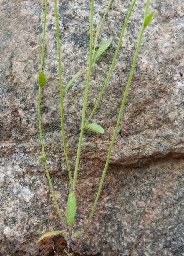 Arabidopsis thaliana - hentolituruohon varsilehdet ovat kierteisesti. Toisinaan yksilöt haarovat tyveltä alkaen lehtihankaisesti. EH, Janakkala, Harviala, taimistoalue radan pohjoispuolella, Alikartanontien entisen tielinjauksen varressa, 28.5.2019. Copyright Hannu Kämäräinen.