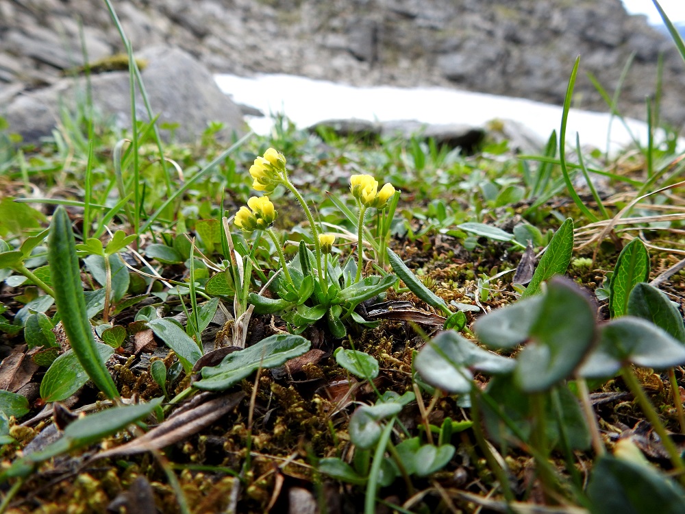 Draba alpina - kultakynsimö on Suomessa alkuperäinen, erittäin harvinainen ja suppea-alainen laji, joka tunnetaan nykyisin vain Enontekiön Lapin eliömaakunnasta, Käsivarren luoteisreunalta, neljältä kasvupaikalta Doskalhárjin tunturilta ja sen ympäristöstä. Se on kalkinvaatija, jonka kasvupaikat ovat lähinnä tuntureiden keskipaljakalla, varjoisilla kalliopenkereiden juurilla ja kalliopinnoilla, ohuthumuksisten lumenviipymäalueiden laitamilla. Laji on Suomessa rauhoitettu ja 2019 julkaistussa uhanalaisuusarvioinnissa todettu äärimmäisen uhanalaiseksi (CR). Norjassa uhanalaisuusluokitus on silmälläpidettävä (NT). 17.7.2023. Copyright Hannu Kämäräinen.