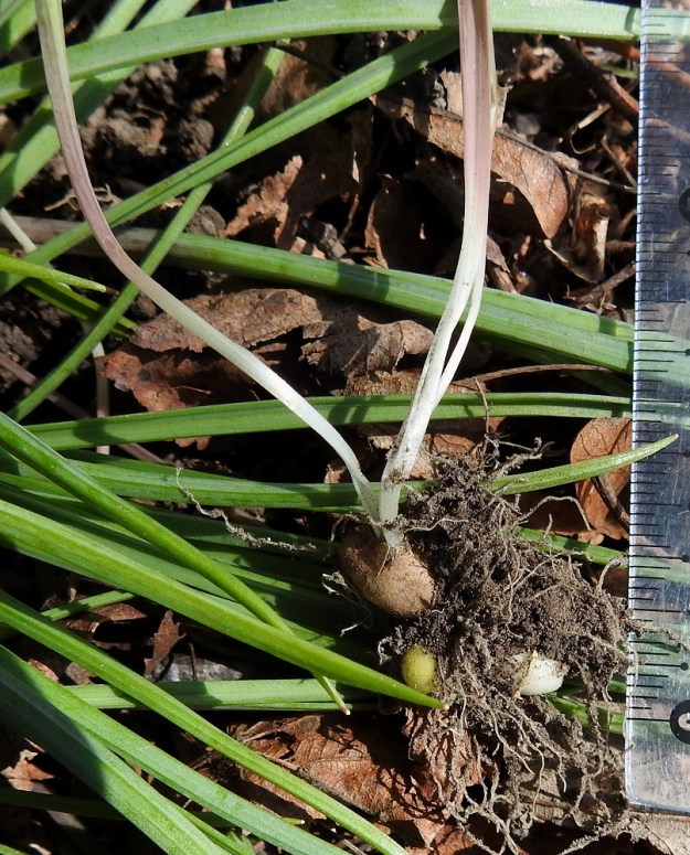 Gagea pratensis - puistokäenrieskan sipulista nousee yleensä yksi tai toisinaan, kuten kuvassa, kaksikin aluslehteä, jotka tyveltään ympäröivät varren maanalaista osaa tai ovat sipulista alkaen erillisiä. Lehtien maanalainen osa on valkoinen. Sipulit ovat yleensä noin 5-10 cm maan alla. Niitä on useimmiten kolme ja harvemmin kaksi yhdessä. Vaaleanruskeakuoriseen pääsipuliin yhteydessä olevat muut sipulit ovat pienempiä ja valkoisia tai kellertäviä. Kokonaisuus on mallista riippuen läpimitaltaan noin 15-20 mm. 13.5.2024. Copyright Hannu Kämäräinen.