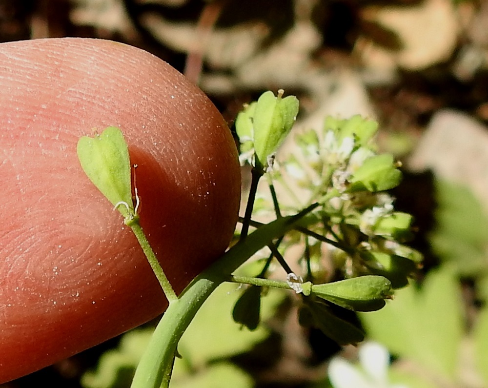 Noccaea brachypetala - toukotaskuruohon litu on kapean vastaherttamainen, litteä ja tavallisesti noin 7-10 mm pitkä ja leveimmältä kohtaa noin 3-5 mm leveä. Se on laidoiltaan siipipalteinen, ja palle on kärjessä suippo tai terävä leveän kärkiloven kahta puolen. Kärkilovessa on kuivuneen emin vartalon ja luotin muodostama ota, joka on noin 1 mm pitkä ja yltää enintään lidun kärjen tasolle. 20.5.2024. Copyright Hannu Kämäräinen.