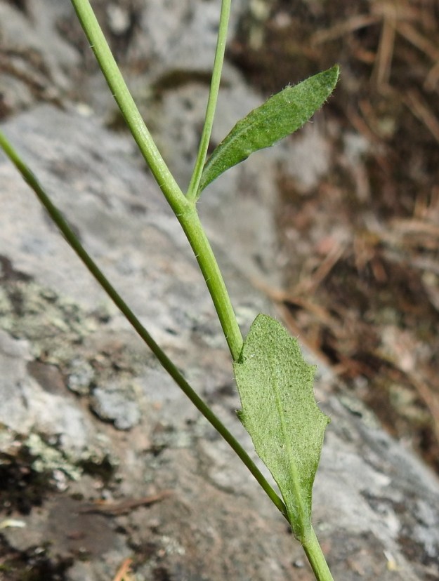Arabidopsis suecica - ruotsinlituruohon lehdet ovat molemmin puolin tiheähkösti tähtikarvaiset. Varsi on ylempää kalju tai harvakarvainen. 13.5.2018. Copyright Hannu Kämäräinen.