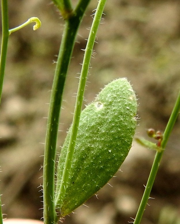 Arabidopsis thaliana - hentolituruohon varsilehdet ovat suikeat tai soikeahkot, ruodittomat ja ehytlaitaiset. Pituutta niillä on yleensä noin 0,3-3 cm ja leveyttä leveimmältä kohtaa noin 0,1-0,7 cm. Kaikki lehdet ovat molemmin puolin tiheähkösti tähtikarvaiset. EH, Janakkala, Harviala, taimistoalue radan pohjoispuolella, Alikartanontien entisen tielinjauksen varressa, 28.5.2019. Copyright Hannu Kämäräinen.