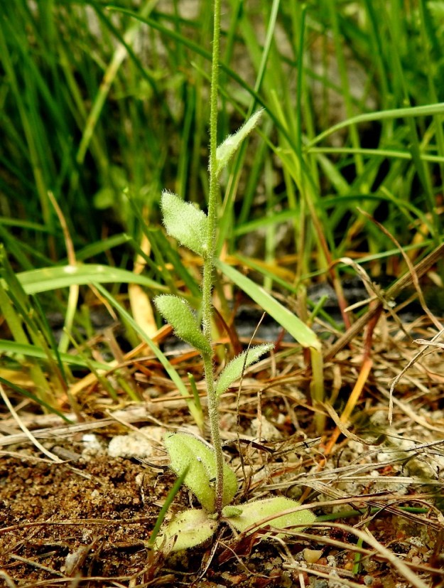 Draba nemorosa - keltakynsimön varren tyvellä on muutaman lehden muodostama ruusuke. Varsi on kukinto-osan alapuolelta karvainen ja ylempää kalju. 10.6.2022. Copyright Hannu Kämäräinen.