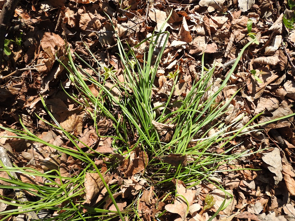 Gagea pratensis - puistokäenrieskan kasvupaikat ovat suomalaisen nimen mukaisesti puistonurmia tai niiden laiteita. Laji levittäytyy kasvullisesti lisäsipulien avulla ja muodostaa vähitellen tiheävartisia tuppaita. Turun Ruissalossa laajin kasvustolaikku oli kuvausvuonna noin 2 m x 3 m:n kokoinen. Lisäksi puiden ja pensaiden alla oli kuvan kaltaisia pienempiä lehti- ja varsituppaita. Kaikkiaan kukinta oli varsin vähäistä, ja osasta lehtiryhmiä puuttuivat kukkavarret kokonaan. 13.5.2024. Copyright Hannu Kämäräinen.