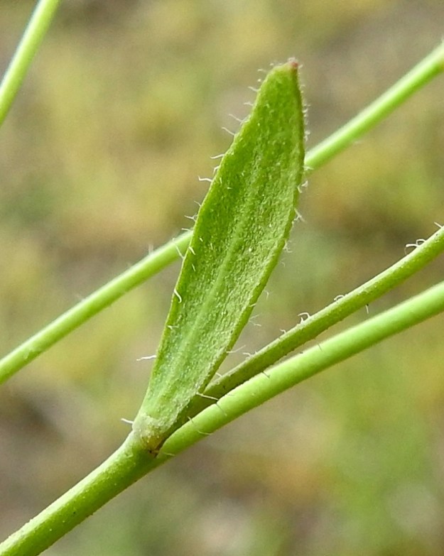 Arabidopsis thaliana - hentolituruohon lehdet ovat erityisesti laidoiltaan ripsikarvaiset. Varret ovat ylempää kaljut tai harvakarvaiset. EH, Janakkala, Harviala, taimistoalue radan pohjoispuolella, Alikartanontien entisen tielinjauksen varressa, 28.5.2019. Copyright Hannu Kämäräinen.