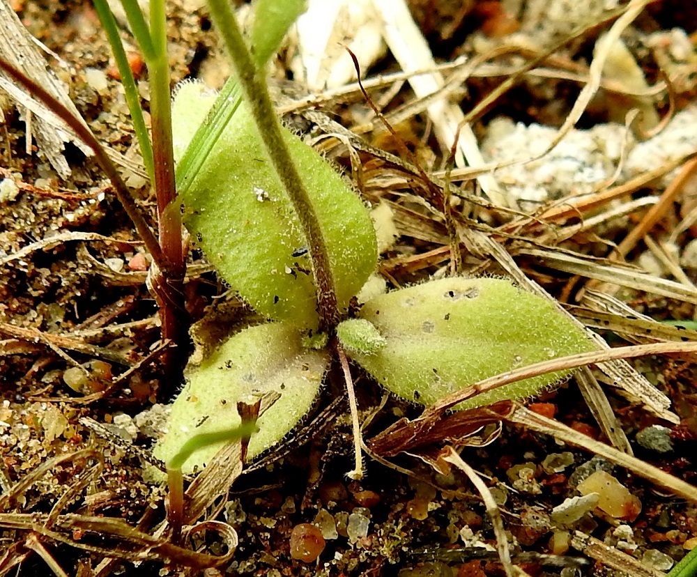 Draba nemorosa - keltakynsimön ruusukelehdet ovat ruodittomat, soikeat tai lyhyen vastapuikeat ja kapeatyviset sekä ehytlaitaiset tai kärkiosan laidoissa on muutama hammas. Lehdet ovat tavallisesti noin 5-20 mm pitkät ja leveimmältä kohtaa noin 2-10 mm leveät. 10.6.2022. Copyright Hannu Kämäräinen.