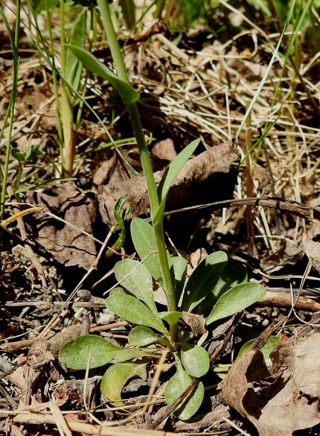 Noccaea brachypetala - toukotaskuruohon ruusukelehtien ruoti on useimmiten noin 1-3 cm pitkä. Lapa on tavallisesti noin 1-4 cm pitkä ja leveimmältä kohtaa noin 0,5-1,5 cm leveä. Koko kasvi on kalju. 20.5.2024. Copyright Hannu Kämäräinen.