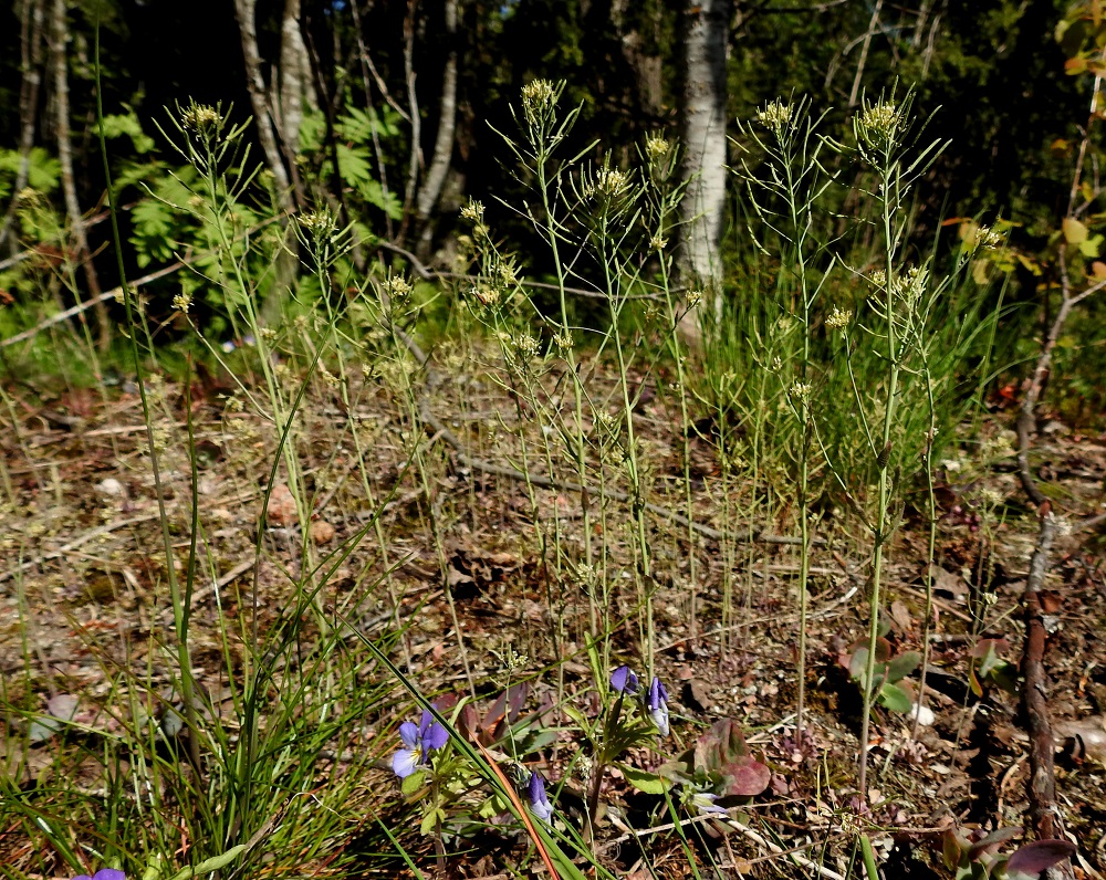 Arabidopsis thaliana - hentolituruoho on eteläisessä Suomessa alkuperäinen laji ja muualla muinais- tai uustulokas. Lajin esiintymisalue yltää etelästä päin Oulun Pohjanmaan ja Kainuun eliömaakuntiin saakka. Kasvupaikkoina ovat lähinnä kalliot, kedot, hiekkamaat, kuivat, avoimet pientareet, penkereet, kiviaidat ja ulkosaariston luodot sekä harvemmin pellot, tien- ja radanvarret ym. rakennetut alueet. Kuvassa on seuralaisena keto-orvokki, Viola tricolor. U, Vantaa, Rajakylä, Pallotien länsipuolella oleva kallioalue lähellä Helsingin rajaa, 20.5.2024. Copyright Hannu Kämäräinen.