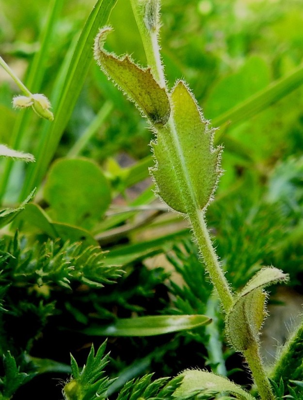Draba nemorosa - keltakynsimön varsilehdet ovat ruodittomat, puikeat tai pitkulaiset ja leveähkötyviset sekä useimmiten laidoiltaan terävähampaiset. Pituutta niillä on yleensä noin 5-15 mm ja leveyttä leveimmältä kohtaa noin 2-10 mm. Niin varsi- kuin ruusukelehdet ovat vihreät tai vaaleanvihreät ja molemmin puolin tiheähkösti tähtikarvaiset sekä erityisesti laidoiltaan myös hapsikarvaiset. Varrenkin karvoitus muodostuu tähtikarvoista ja hapsikarvoista. 15.5.2023. Copyright Hannu Kämäräinen.