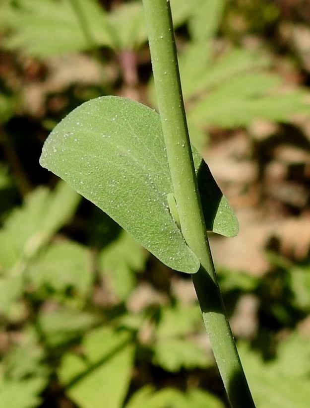 Noccaea brachypetala - toukotaskuruohon varsilehdet ovat kapeanpuikeat tai suikeahkot mutta leveätyviset, ruodittomat ja hieman sepivät tai tyviliuskoin varren sivuille yltävät. Varsi on liereä ja vihreä tai sinivihreä. 20.5.2024. Copyright Hannu Kämäräinen.