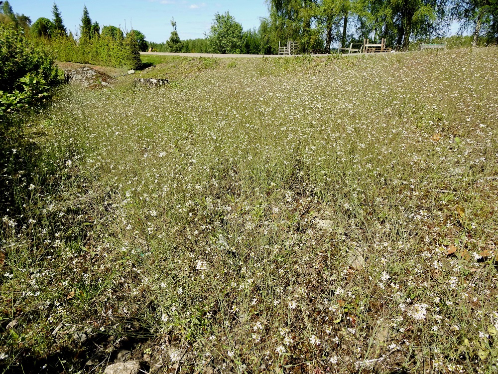 Arabidopsis thaliana - hentolituruohon hyönteispölytystä täydentävä itsepölytys varmistaa, että siemeniä kehittyy seuraavaa kasvukautta varten riittävästi. Kilpailuvapailla paikoilla kasvustot voivat olla toisinaan hyvinkin laajat ja tiheät. EH, Hattula, Sattula, Kukkola, Sattulankaarre-tien ja herukkatarhan välinen ketorinne, 29.5.2021. Copyright Hannu Kämäräinen.