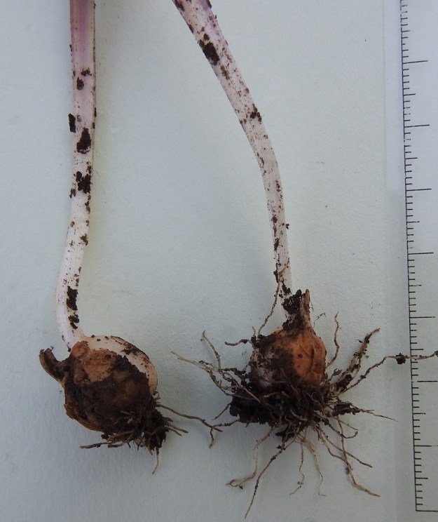 Gagea lutea - isokäenrieskan sipuli on lähes 10 cm maan alla. Se on yksittäinen, kellanruskea ja läpimitaltaan noin 10-15 mm. EH, Hämeenlinna, Loimalahti, Hirsimäki, Näsiäntien laitanurmi, 9.5.2024. Copyright Hannu Kämäräinen.