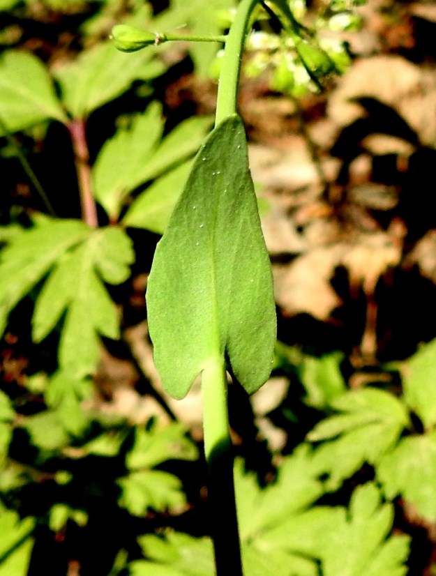 Noccaea brachypetala - toukotaskuruohon varsilehti on ehytlaitainen, harvemmin nyhäreunainen tai pienihampainen. Pituutta sillä on tavallisesti noin 1-4,5 cm ja leveyttä leveimmältä kohtaa noin 0,3-1 cm. 20.5.2024. Copyright Hannu Kämäräinen.