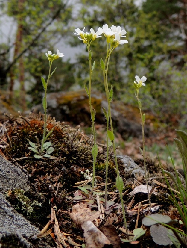 Arabidopsis suecica - ruotsinlituruoho on yleensä aluksi hento, yksivartinen ja haaraton. EH, Hämeenlinna, Luhtiala, Aulangonjärven koillisrannan rantakalliojyrkänne, Levonkallio, kalliorinteen yläosa ja rinnehyllyt, nykyisin luonnonsuojelualue, 12.5.2013. Ellei toisin mainita, kuvat ovat tältä samalta kasvupaikalta. Copyright Hannu Kämäräinen.