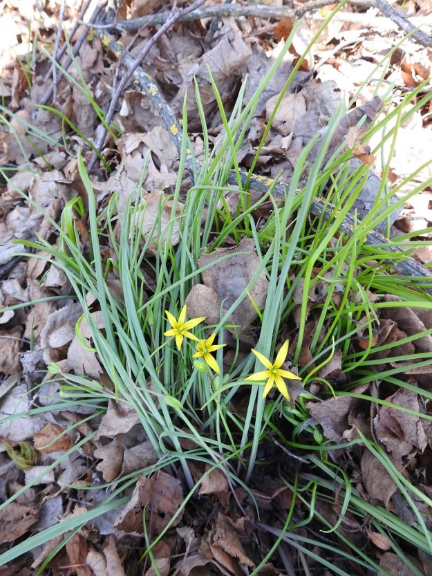 Gagea pratensis - puistokäenrieska on monivuotinen, pysty tai jossain määrin lamoava, keltakukkainen ruoho ja sipulikasvi. Se on Suomessa viljelykarkulainen tai uustulokas, joka voi pärjätä kasvupaikoillaan pitkään ja omatoimisesti sipuliensa avulla. Lajilla on Uudenmaan eliömaakunnassa kolme aiemmin tunnettua kasvupaikkaa, yksi Helsingissä, yksi Sipoossa ja yksi Hangossa. Vuonna 2022 laji löydettiin myös Varsinais-Suomen eliömaakunnasta, Turusta, kuvassa olevalta kasvupaikalta. Aluslehdillä on sipulista alkaen pituutta yleensä noin 20-35 cm. V, Turku, Ruissalo, kansanpuiston uimarannan itäpuoli, huonokuntoinen puistonurmikko sekä puiden ja pensaiden alusta rantalaiturin kohdalla, 13.5.2024. Koko kuvasarja on samalta kasvupaikalta. Copyright Hannu Kämäräinen.
