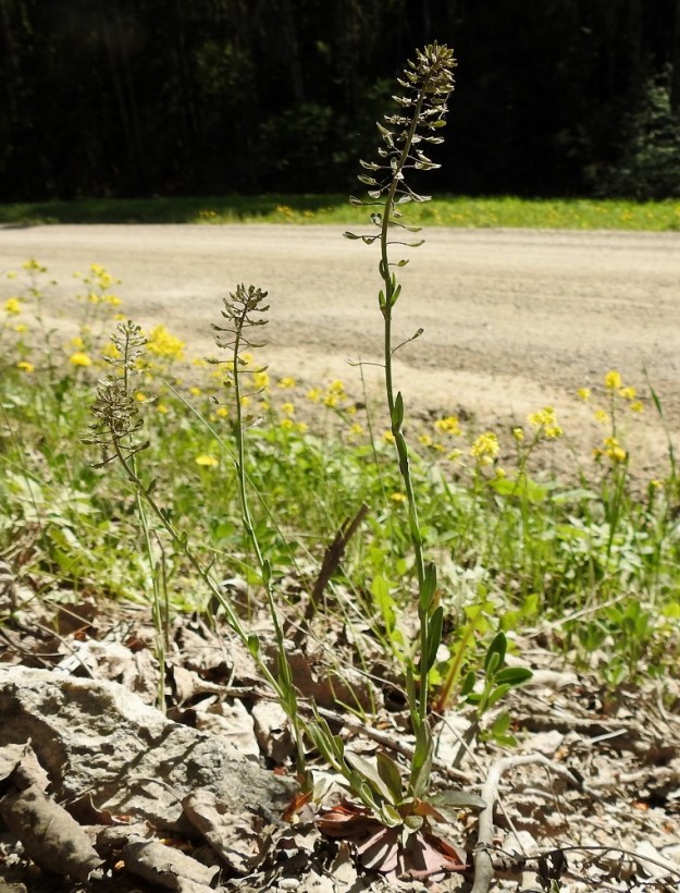 Noccaea brachypetala - toukotaskuruoho on tavallisesti kaksivuotinen, lehtiruusukkeellinen ja pysty sekä yleensä noin 20-40 cm korkea ruoho. U, Sipoo, Sipoonkorpi, Svartbölen ja Hindsbyn välinen Länsitie (tie 11685), jonka molemmin puolin Sipoonkorven kansallispuisto, tieltä nouseva laitapenger ja tien laidan haavikko kahden P-paikan välillä, 20.5.2024. Koko kuvasarja on samalta kasvualueelta. Copyright Hannu Kämäräinen.