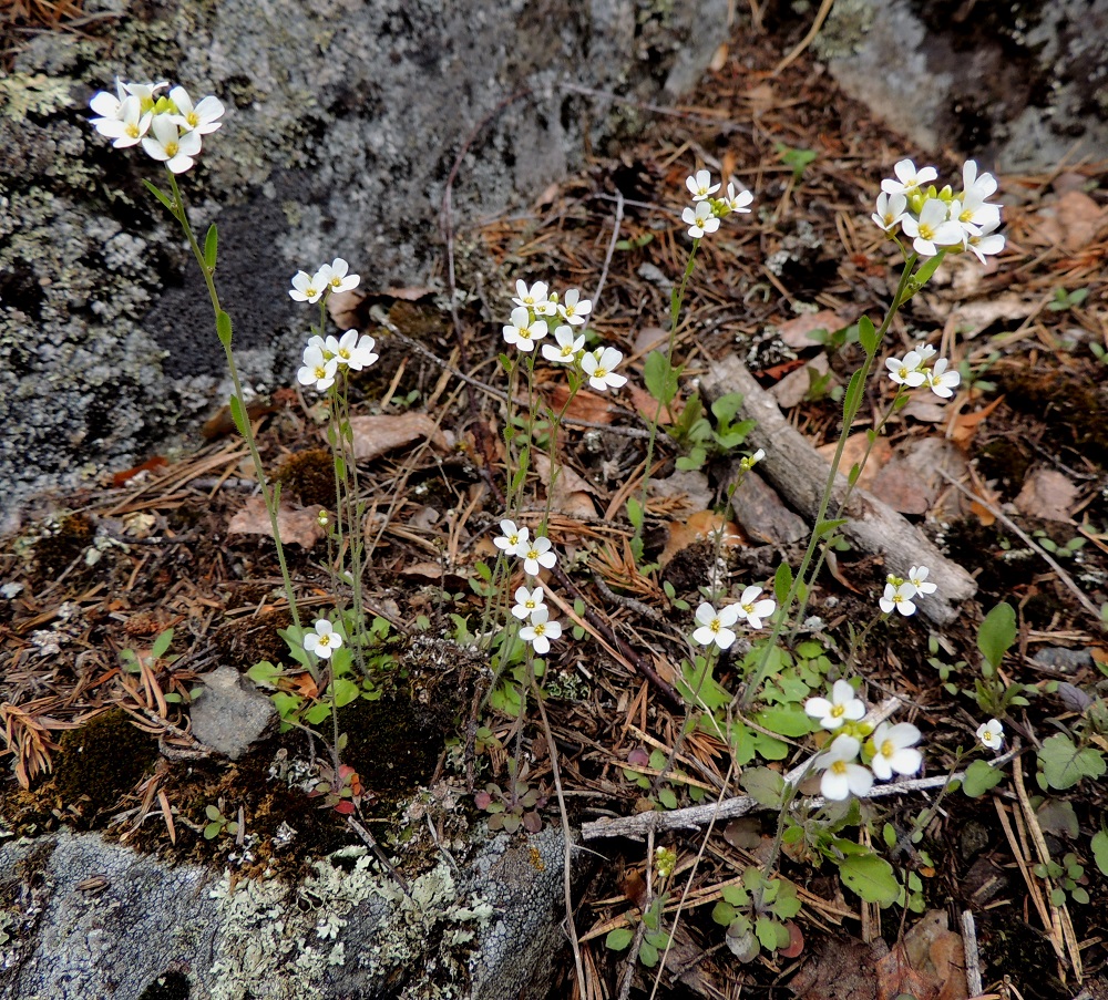 Arabidopsis suecica - ruotsinlituruoho on yksivuotinen, tavallisesti ylitalvinen. Se joutuu joka kasvukaudella siementuotannollaan varmistamaan, että jälkeläisiä riittää tulevallekin vuodelle. Muiden yksivuotisten tavoin se tarvitsee riittävästi kilpailuvapaata kasvualaa eikä menesty sulkeutuneessa kasvupohjassa. 12.5.2013. Copyright Hannu Kämäräinen.