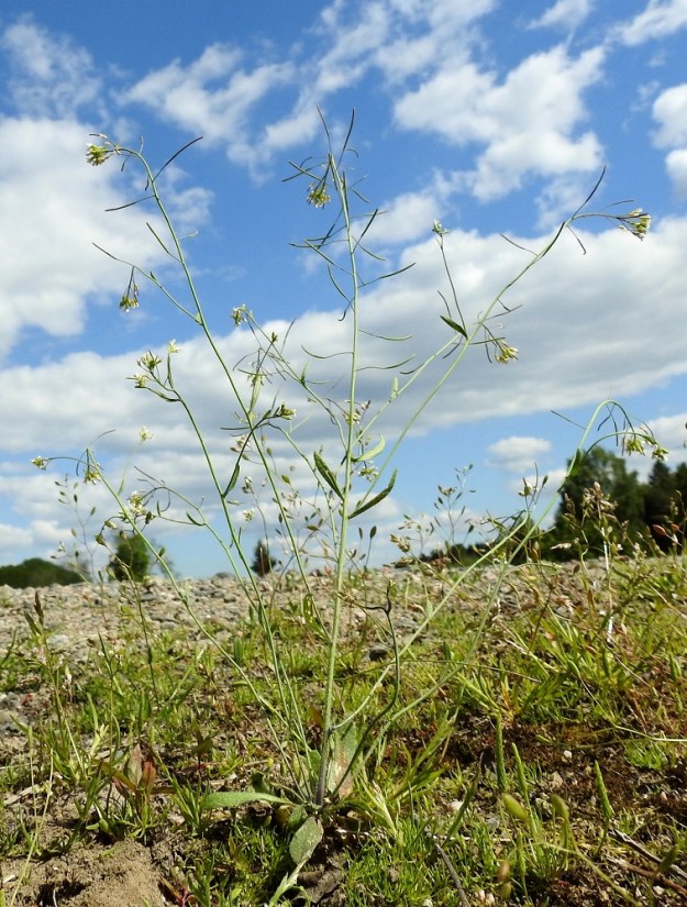 Arabidopsis thaliana - hentolituruohon yksilöt ovat aika usein monivartisia. Varsi on yleensä lopulta ainakin yläosastaan haarova. EH, Hattula, Sattula, Kukkola, Sattulankaarre-tien laide herukkatarhan kohdalla, 2.6.2021. Copyright Hannu Kämäräinen.