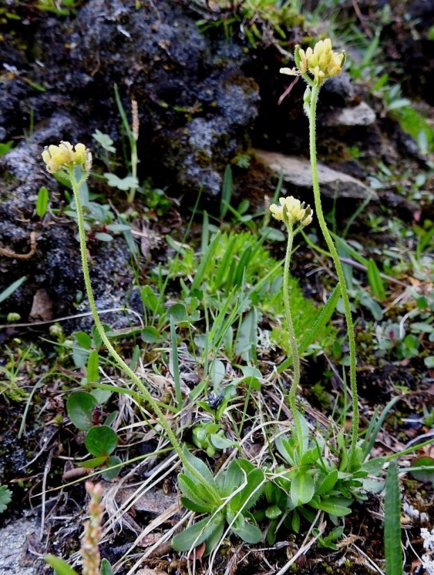 Draba alpina - kultakynsimön pääjuuri on yläosastaan yleensä monihaarainen. Kunkin haaran kärkeen kasvaa lehtiruusuke ja kukkavarsi. Näin yksilöt ovat vallitsevasti monivartisia. Varret ovat haarattomat ja lehdettömät. 17.7.2023. Copyright Hannu Kämäräinen.