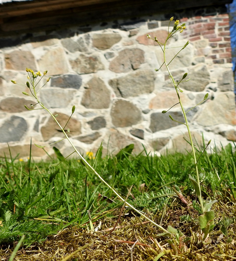 Draba nemorosa - keltakynsimön varsi on haaraton tai tyviosasta ja harvoin ylempää haarova. 15.5.2023. Copyright Hannu Kämäräinen.