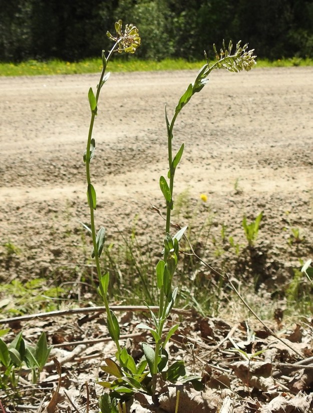 Noccaea brachypetala - toukotaskuruohon yksilöt ovat yleisimmin monivartisia. Varsi on useimmiten haaraton ja runsaslehtinen. Varsilehdet ovat kierteisesti. 20.5.2024. Copyright Hannu Kämäräinen.