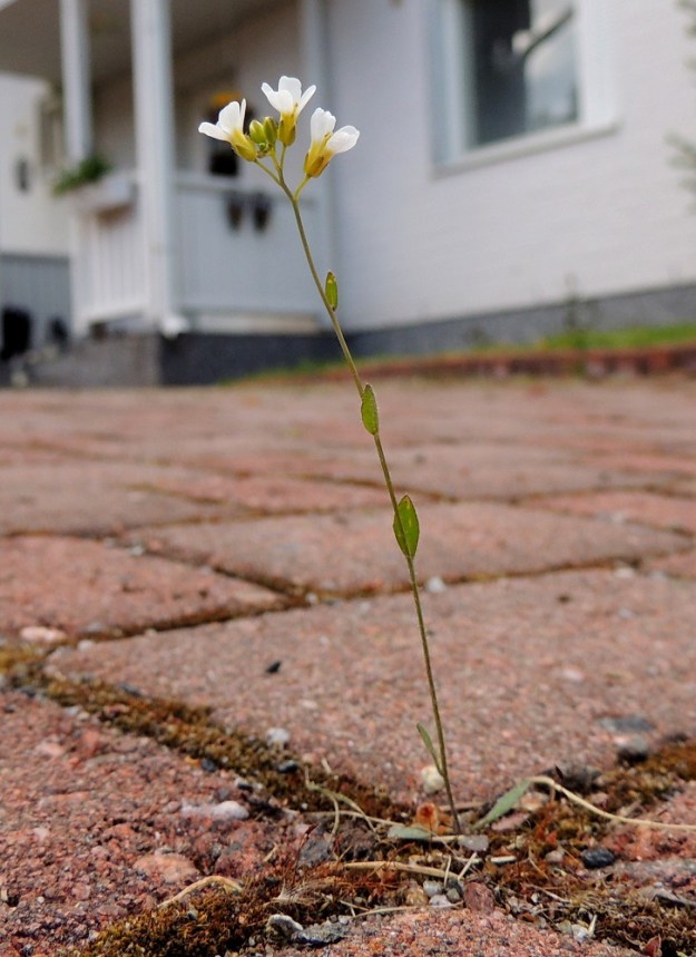 Arabidopsis thaliana - hentolituruoholle on tavanomaista, että yksilöt ovat aluksi pieniä, yksivartisia ja haarattomia. Kasvupaikaksi riittää jopa pihalaattojen sammaloitunut rako. EH, Hämeenlinna, Loimalahti, Hirsimäki, omakotialue Näsiäntien varressa, 12.6.2015. Copyright Hannu Kämäräinen.