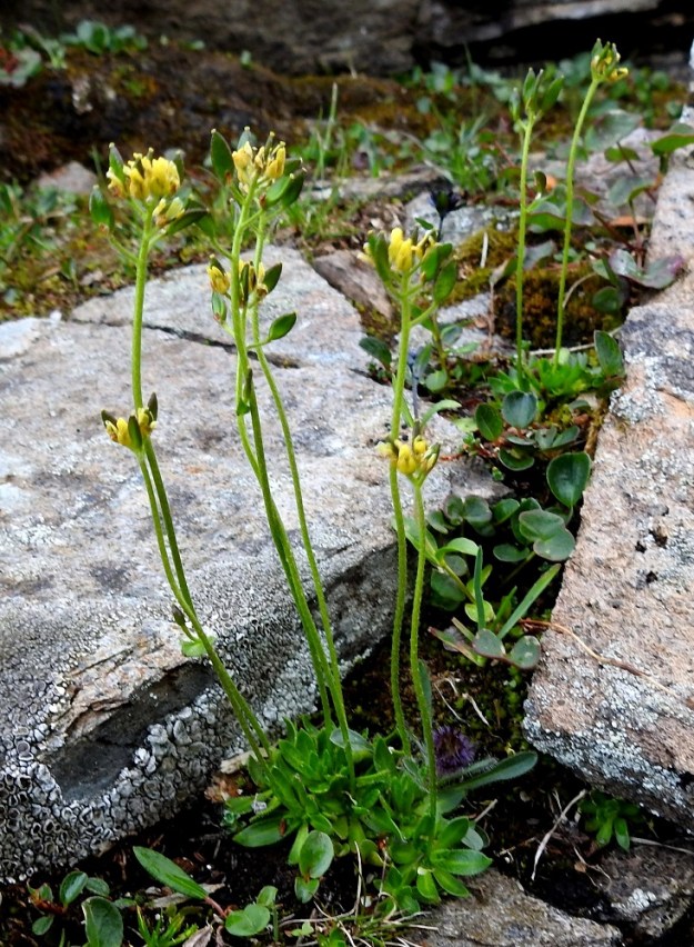 Draba alpina - kultakynsimö voi kukinnan edetessä venyä noin 15 cm korkeaksi. Kukinto on varren latvassa oleva terttu, joka harsuuntuu ja pitenee noin 1,5-3 cm pitkäksi. Samaan aikaan, kun tertun kärkiosa kukkii, alemmat osat ovat jo hedelmävaiheessa. 17.7.2023. Copyright Hannu Kämäräinen.