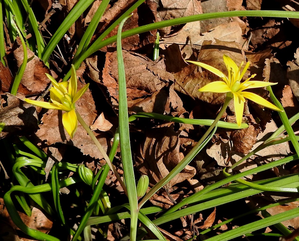 Gagea pratensis - puistokäenrieskan kukintosarjan tyvellä on yksi iso tukilehti, joka on suikea, pitkäsuippuinen ja yleensä noin 4-9 cm pitkä. Lisäksi sarjan tyvellä on yhdestä kolmeen pienempää tukilehteä. Kukkaperät ovat ohuet, vihreät, sinipunaiset tai ruskehtavat ja kaljut sekä tavallisesti noin 40-60 mm pitkät. 13.5.2024. Copyright Hannu Kämäräinen.