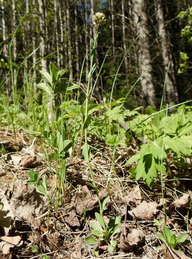 Noccaea brachypetala - toukotaskuruoho voi olla myös yksivartinen. Laji on Suomessa uustulokas. Esiintymät painottuvat eteläiseen Suomeen, mutta laji on sielläkin harvinainen eikä aina täysin vakiintunut. Kasvupaikkoina ovat lähinnä pientareet, tienlaidat, metsänlaiteet, vanhat niityt ja entiset peltoalueet sekä harvemmin satamat ja ratapihat. 20.5.2024. Copyright Hannu Kämäräinen.